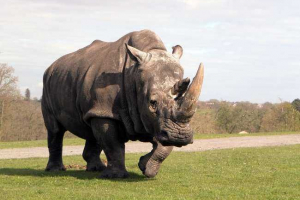 Jaką prędkość biegnie nosorożec?